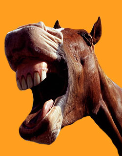 horse.jpg